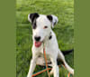 Photo of Frankie, an Australian Cattle Dog, American Pit Bull Terrier, Boxer, and Llewellin Setter mix in Texas, USA