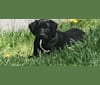 Photo of Ruby, a Labrador Retriever and American Pit Bull Terrier mix in Louisiana, USA