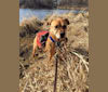 Manchego, an Australian Cattle Dog and Boxer mix tested with EmbarkVet.com
