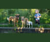 Photo of Honey, a Great Pyrenees, Rottweiler, Bullmastiff, Sarplaninac, Bernese Mountain Dog, and Mixed mix in Saskatoon, Saskatchewan, Canada