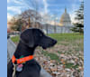 Remy, a Weimaraner tested with EmbarkVet.com