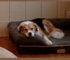 Brindley, a Siberian Husky and Beagle mix tested with EmbarkVet.com