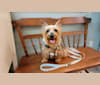 Eden, a Silky Terrier tested with EmbarkVet.com