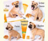 Daisy-Bird, a German Shepherd Dog and Chinese Shar-Pei mix tested with EmbarkVet.com