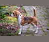 Allie, a Beagle tested with EmbarkVet.com
