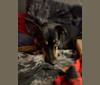Killua, an Australian Cattle Dog and Cavalier King Charles Spaniel mix tested with EmbarkVet.com