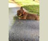 Tchoup, a French Bulldog tested with EmbarkVet.com