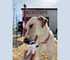 Dottie, a Labrador Retriever and Great Pyrenees mix tested with EmbarkVet.com