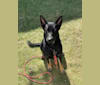 Charlee, a German Shepherd Dog and Belgian Malinois mix tested with EmbarkVet.com