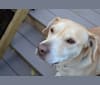 Zoë, a Labrador Retriever and Great Pyrenees mix tested with EmbarkVet.com