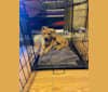 Enzo, a German Shepherd Dog and Doberman Pinscher mix tested with EmbarkVet.com