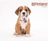 Baxter, a Bulldog and Beagle mix tested with EmbarkVet.com
