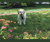 Pearl, a Chinese Village Dog and Poodle (Small) mix tested with EmbarkVet.com