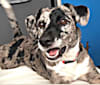 Katie, an American Pit Bull Terrier and Australian Cattle Dog mix tested with EmbarkVet.com