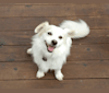Tibor, a Poodle (Small) and Pomeranian mix tested with EmbarkVet.com
