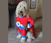 Winstin, a Goldendoodle tested with EmbarkVet.com