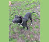 Subutai aka Subi, an American Pit Bull Terrier and Australian Cattle Dog mix tested with EmbarkVet.com