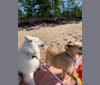 Gigi, an American Eskimo Dog tested with EmbarkVet.com