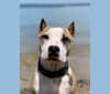 Esoteric’s Foretold in Bones, an American Staffordshire Terrier tested with EmbarkVet.com