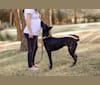 Exodus, a Dutch Shepherd tested with EmbarkVet.com