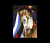 Charlie, an Australian Cattle Dog and Australian Shepherd mix tested with EmbarkVet.com