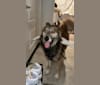 Jupiter, a Siberian Husky and German Shepherd Dog mix tested with EmbarkVet.com