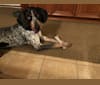 Photo of Tessa, a Bluetick Coonhound  in Pearisburg, Virginia, USA