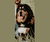 Ruger, a Tibetan Mastiff tested with EmbarkVet.com