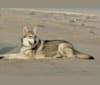 Enya, a Saarloos Wolfdog tested with EmbarkVet.com