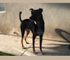 Murphy Haddadin, a German Shepherd Dog and Doberman Pinscher mix tested with EmbarkVet.com