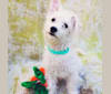 Finley, a Poodle (Small) and Havanese mix tested with EmbarkVet.com
