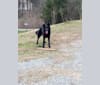 Photo of Dixie, a German Shepherd Dog, Australian Shepherd, and Mixed mix in Hayden, Alabama, USA
