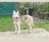 Spirit, a German Shepherd Dog and Alaskan Malamute mix tested with EmbarkVet.com