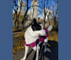 Brisi, an Eastern European Village Dog tested with EmbarkVet.com