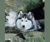 Kosi, a Siberian Husky and Samoyed mix tested with EmbarkVet.com