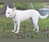 Midget, a Miniature Schnauzer and Chow Chow mix tested with EmbarkVet.com