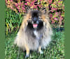 Dude, a Pomeranian tested with EmbarkVet.com