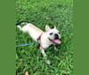 Bao Bao, a French Bulldog tested with EmbarkVet.com