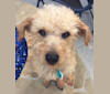 Chewy, a Dachshund and Poodle (Small) mix tested with EmbarkVet.com