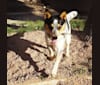 Eva, an Australian Cattle Dog tested with EmbarkVet.com