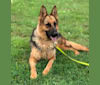 Xena, a German Shepherd Dog tested with EmbarkVet.com