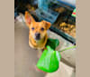 Chacho, a Chihuahua and Yorkshire Terrier mix tested with EmbarkVet.com