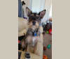 Cooper, a Miniature Schnauzer and German Shepherd Dog mix tested with EmbarkVet.com