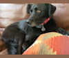 Luna, a Labrador Retriever and Beagle mix tested with EmbarkVet.com