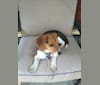 Photo of Niko, a Beagle  in Oakdale, Pennsylvania, USA