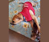 Photo of Henry, an American Bully, Bulldog, Pug, and Beagle mix in Las Vegas, Nevada, USA