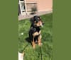 Photo of Rocky, an Australian Shepherd, American Bully, Labrador Retriever, and American Pit Bull Terrier mix in Pueblo, Colorado, USA