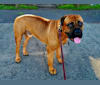 Kano, a Bullmastiff tested with EmbarkVet.com