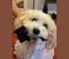 Photo of Bella, a Poodle (Small), Maltese, Shih Tzu, and Chihuahua mix in Houston, Texas, USA