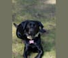 Photo of Rocco, a Labrador Retriever and Border Collie mix in Louisiana, USA